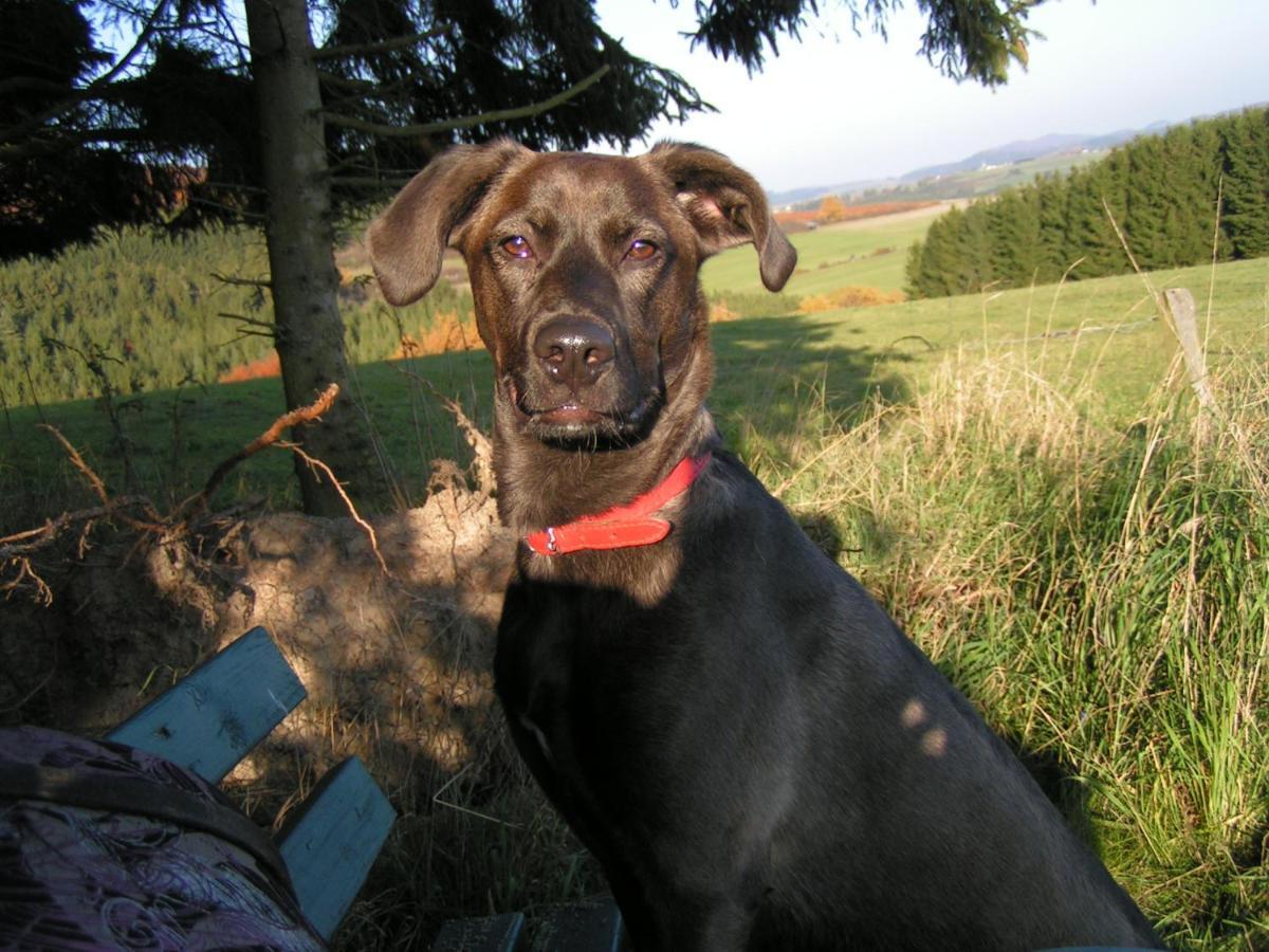 Fewo Talula - Sauerland Mit Hund Медебах Екстер'єр фото